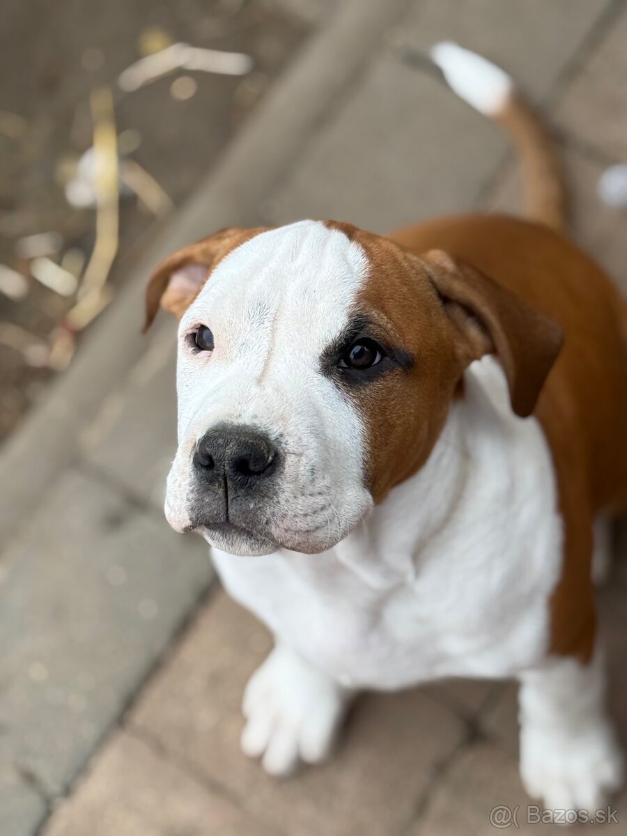 Americký stafordšírsky teriér s PP - 2