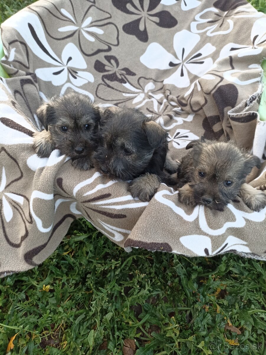 Bradac malý šteniatka - 2