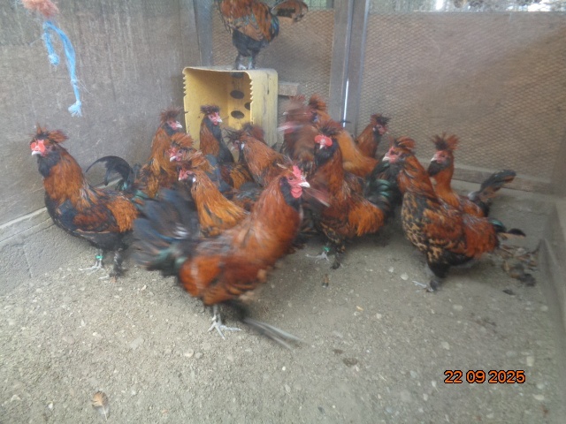 Pavlovské kury zlaté-sliepky - 2