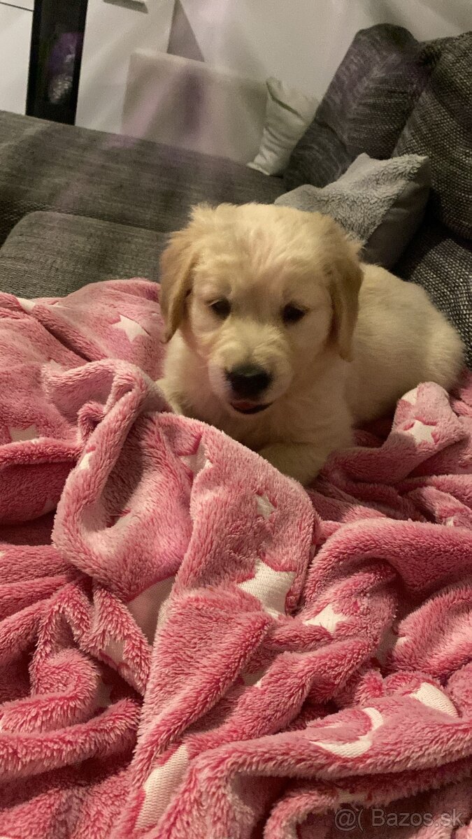 Zlatý retriever - 2