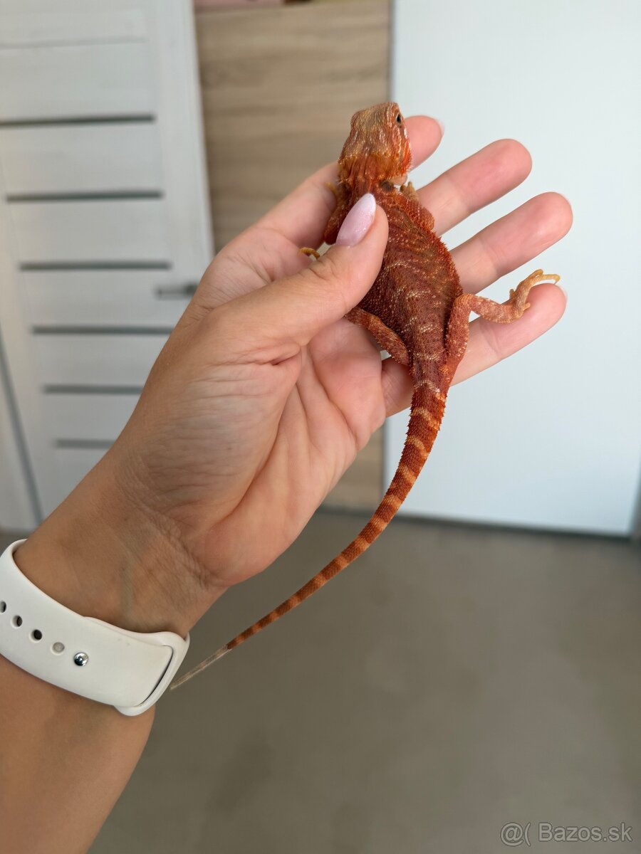 Agama bradatá s výbavou - 2