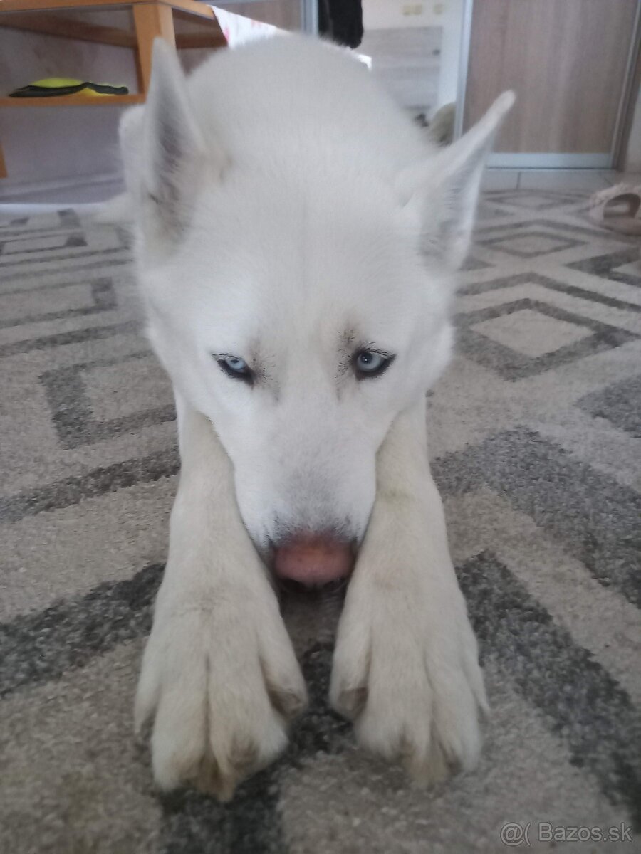 Sibírsky Husky na krytie - 2