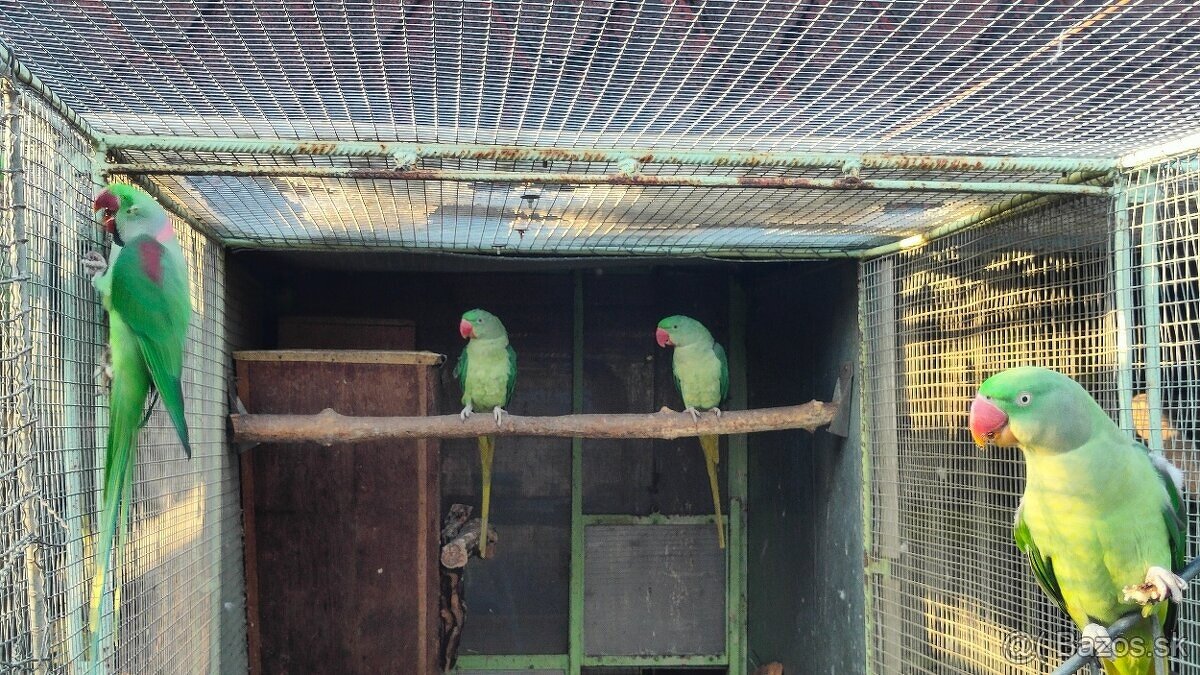 Chovny par Alexander Velky - 2