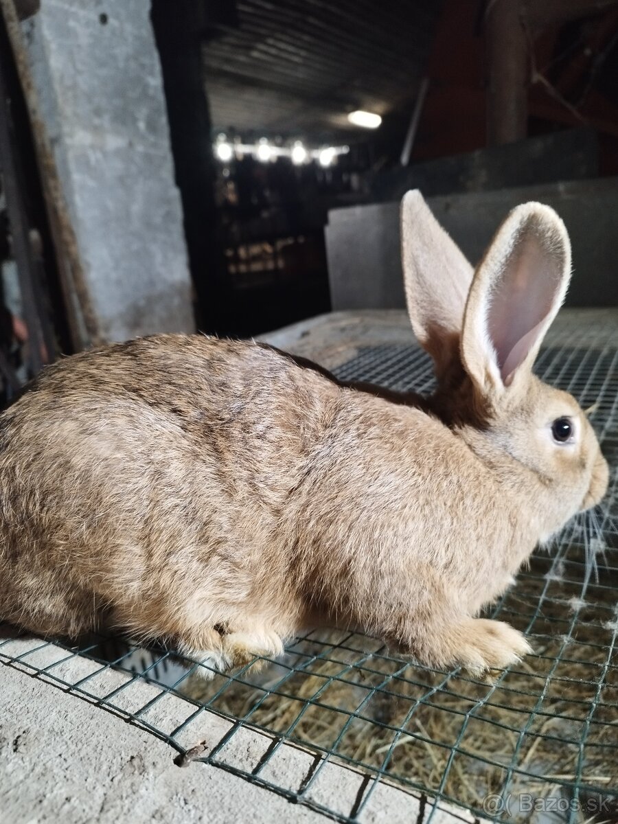 Burgundsky králik - 2
