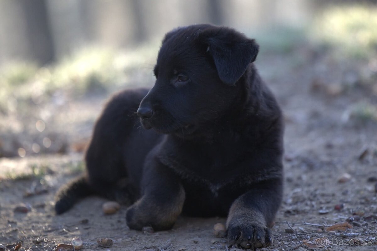 Nemecký ovčiak psík s PP - 2