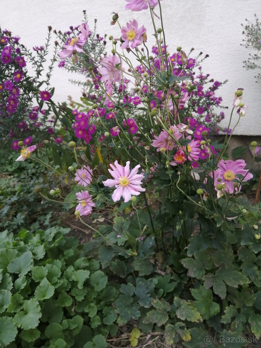 Jesenná veternica dlhokvitnúca, nenáročná - 2