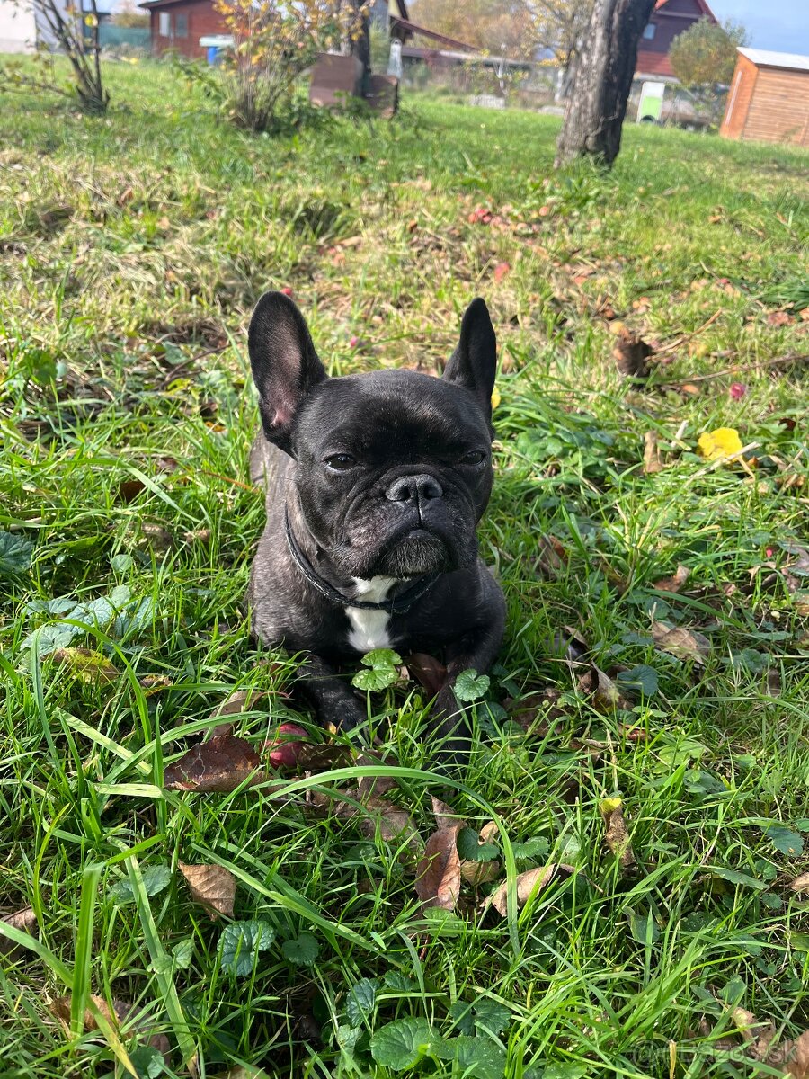 Francúzky buldoček - 2
