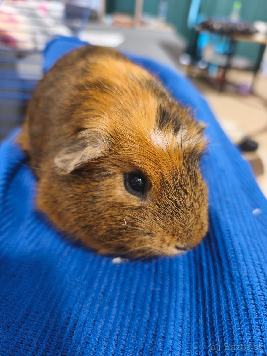 Morské prasiatka - 2