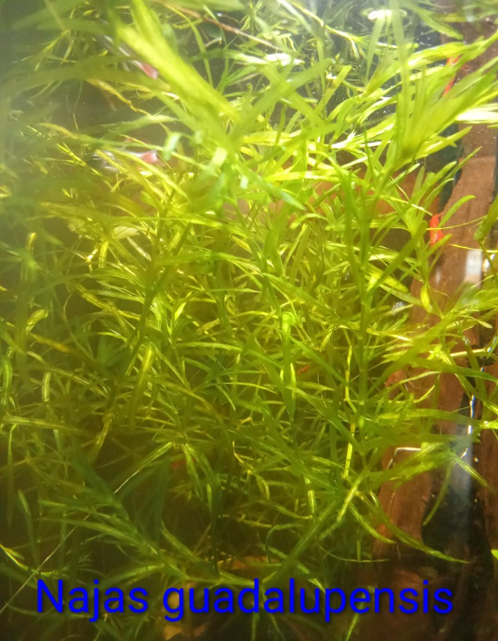 Plávajúce rastliny - 2