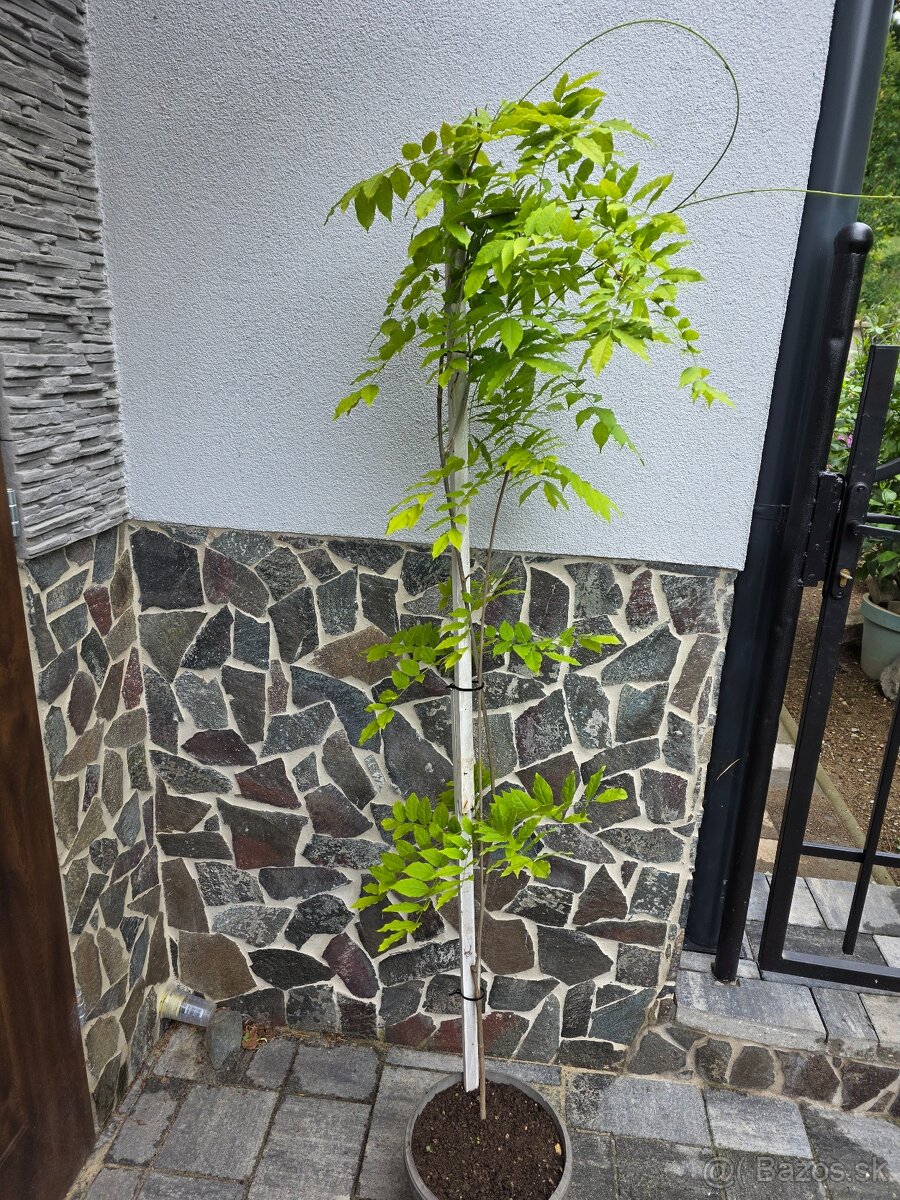 Whisteria - 2
