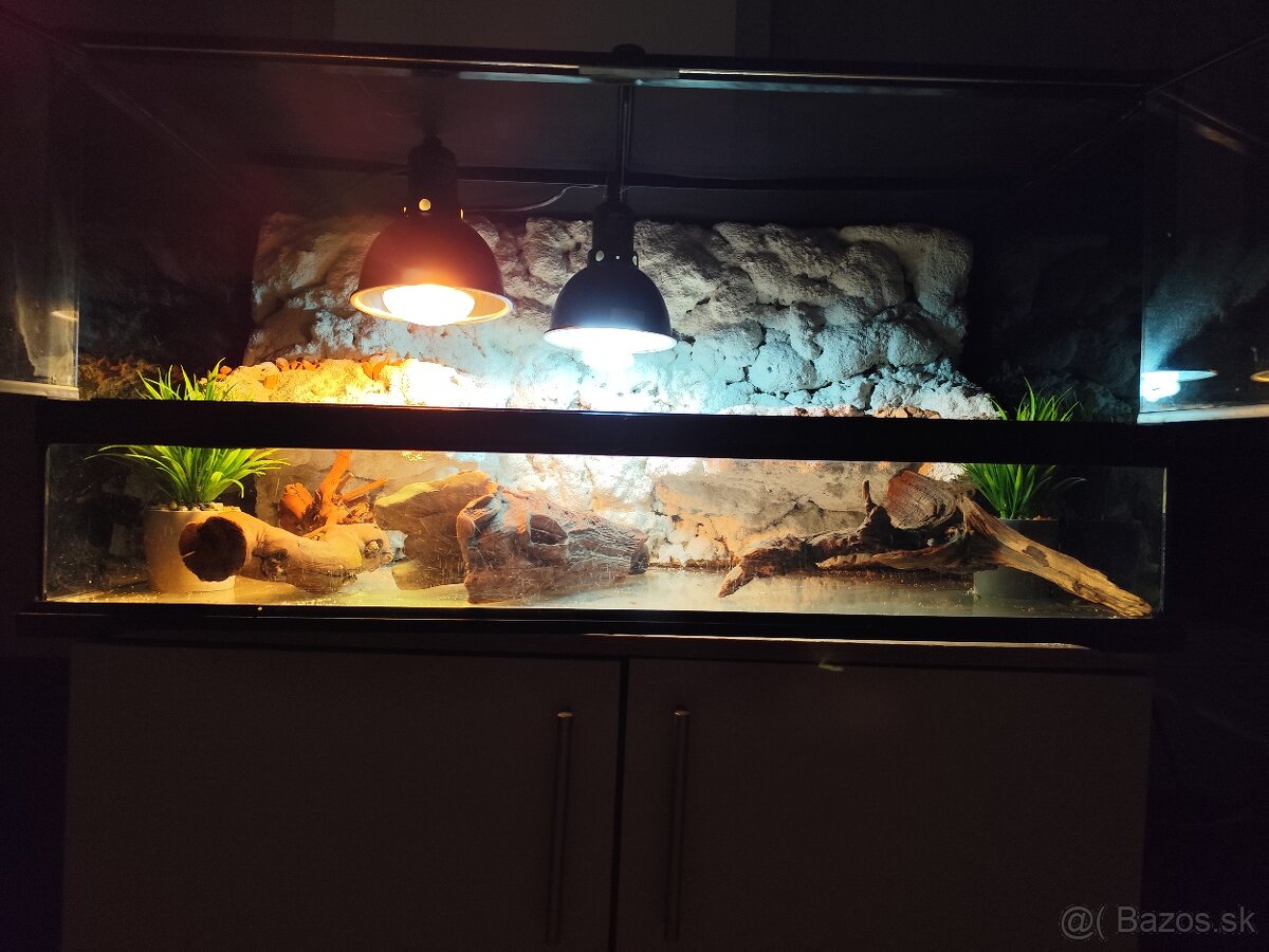 Agama bradatá a terarium Exo terra - 2