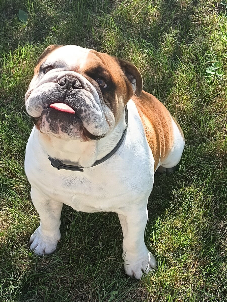anglicky buldog-bulldog - 2