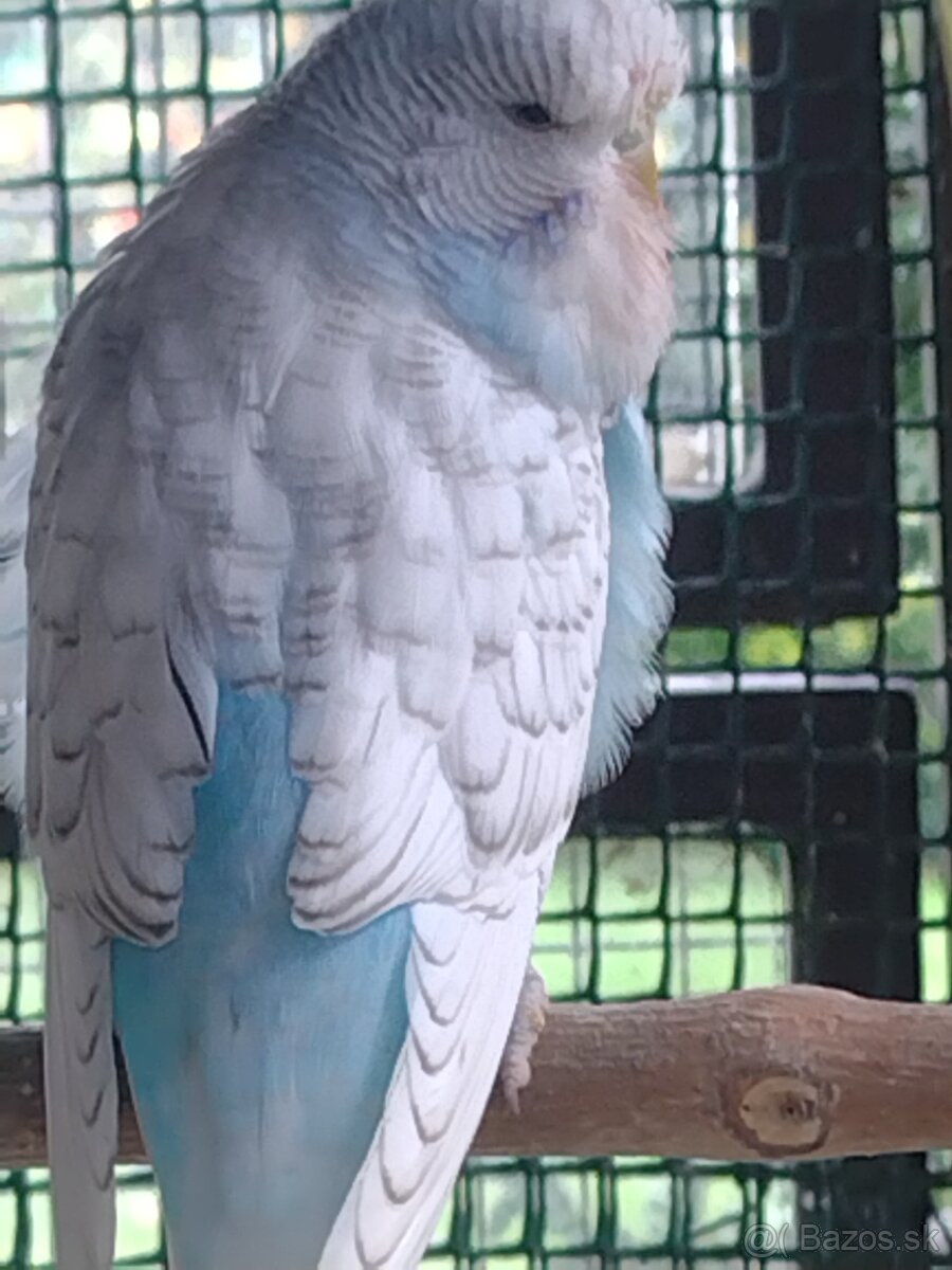 Výstavné andulky - 2