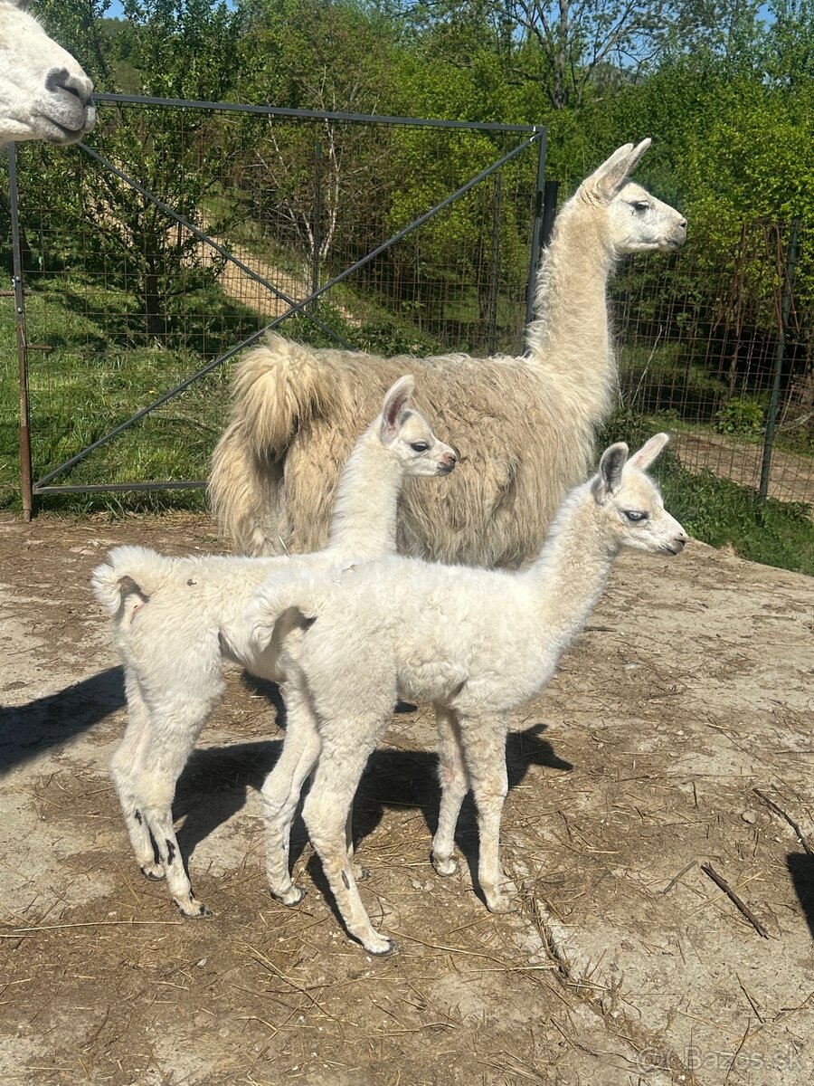 Lama krotká. Samček. - 2