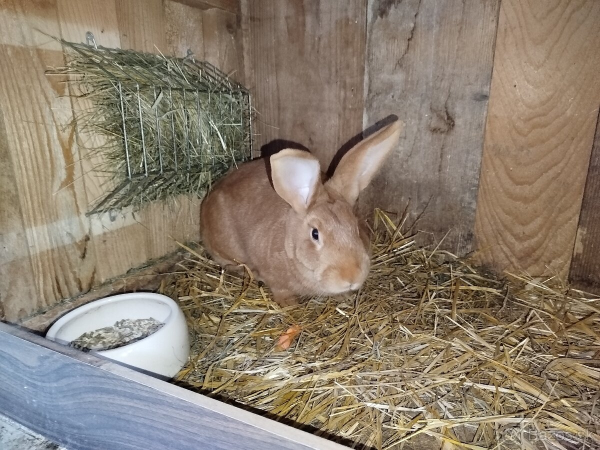 Burgundsky králik - 2