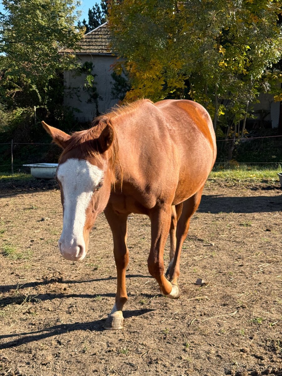 Paint horse kobyla 2024 - 2