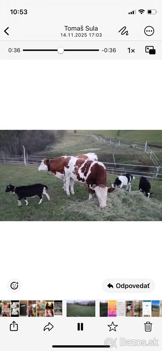 Predam mladé kozičky. - 2