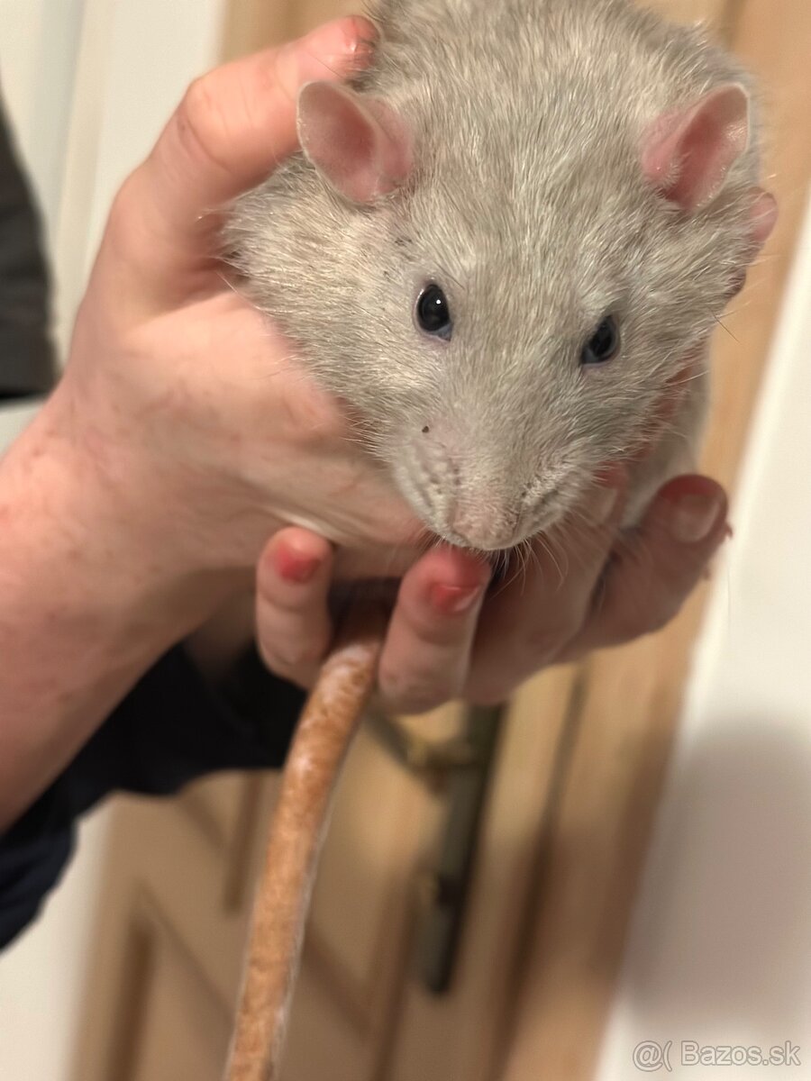 darujem potkany - 2