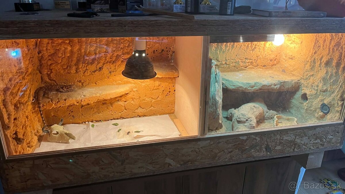 Agamy s terárkami - 2