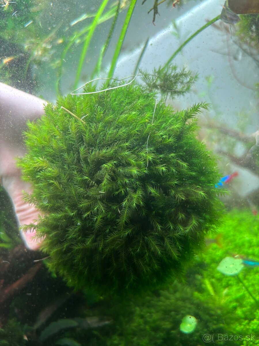 Mach fissidens fontanus - 2