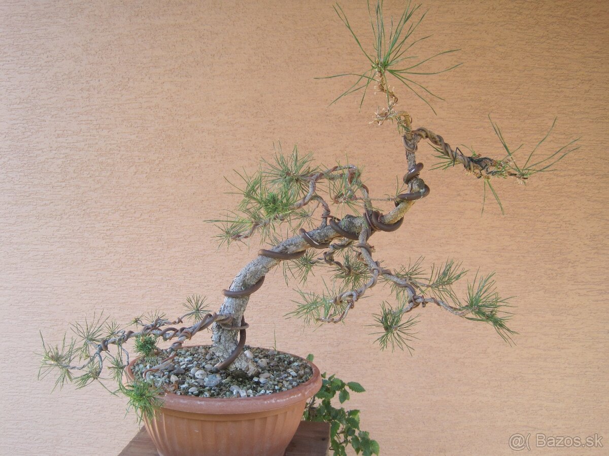 bonsai,bonsaj-hrab 4 - 2