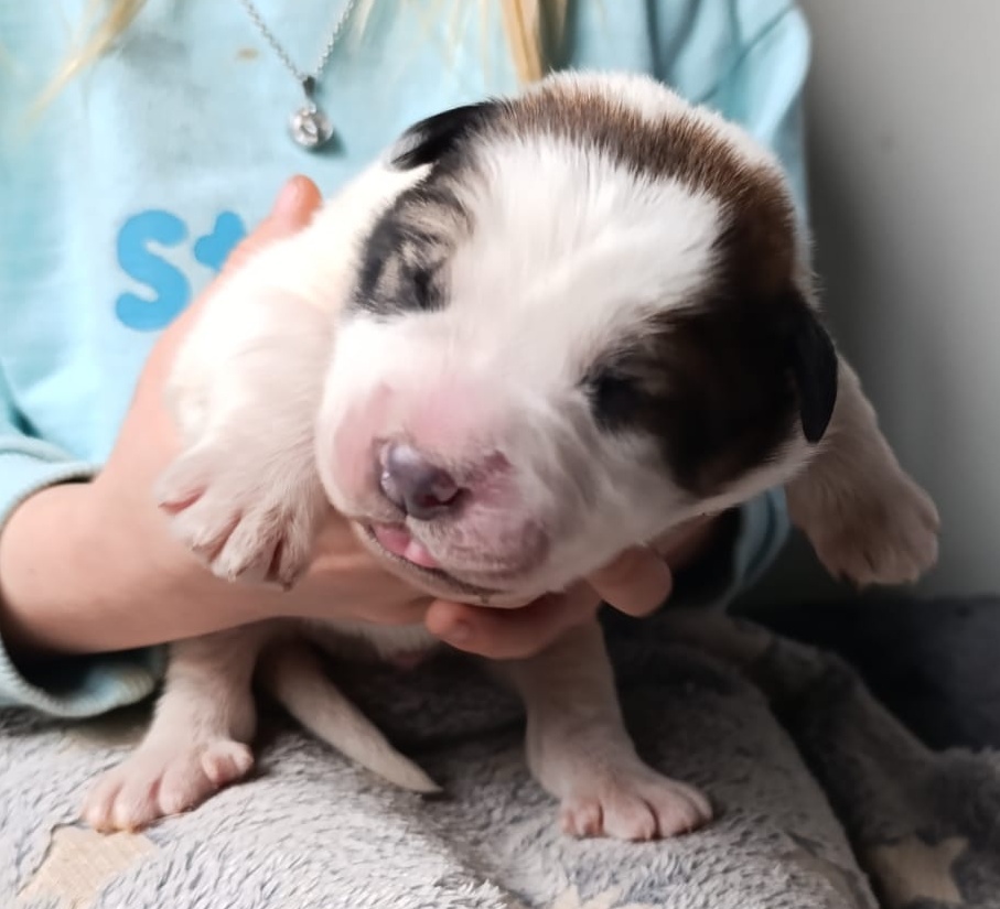 Pyrenejský horský pes chlupáči - 2