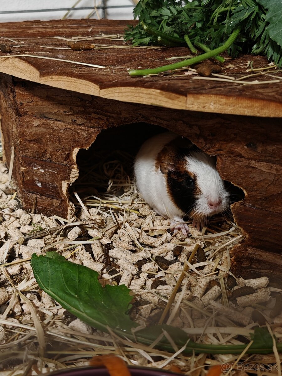 Predám morské prasiatko - 2