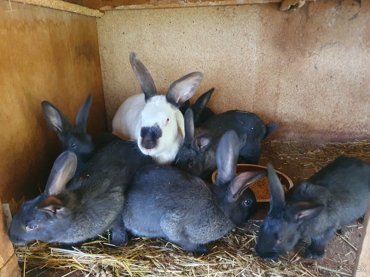 10 týždňové králiky - 2