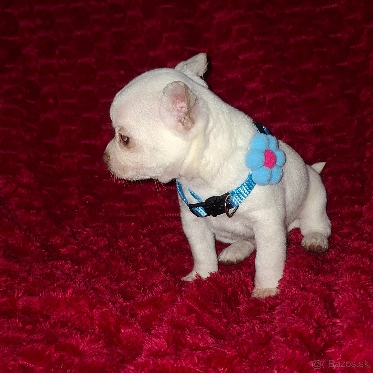 čivava-psík MINI - 2