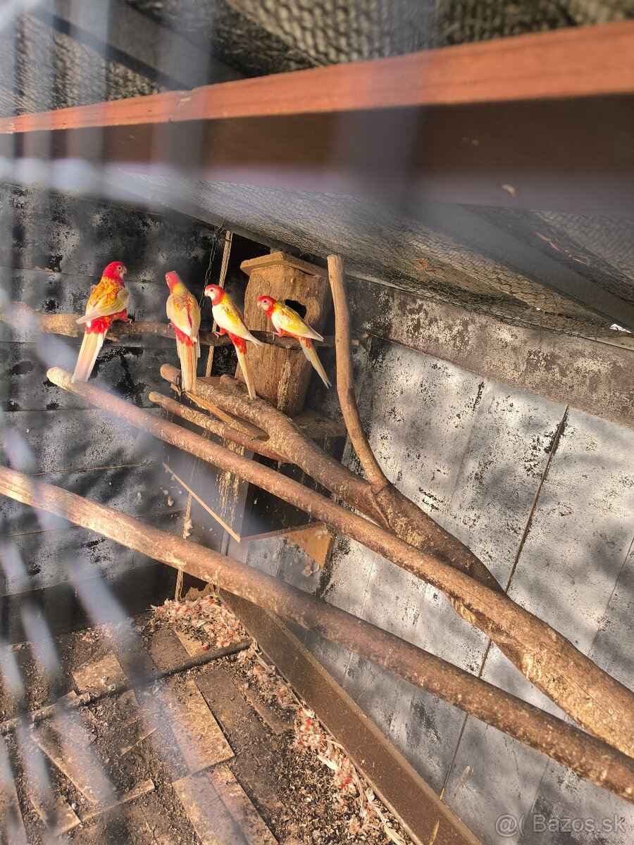 Predám rozely rubino žlté - 2