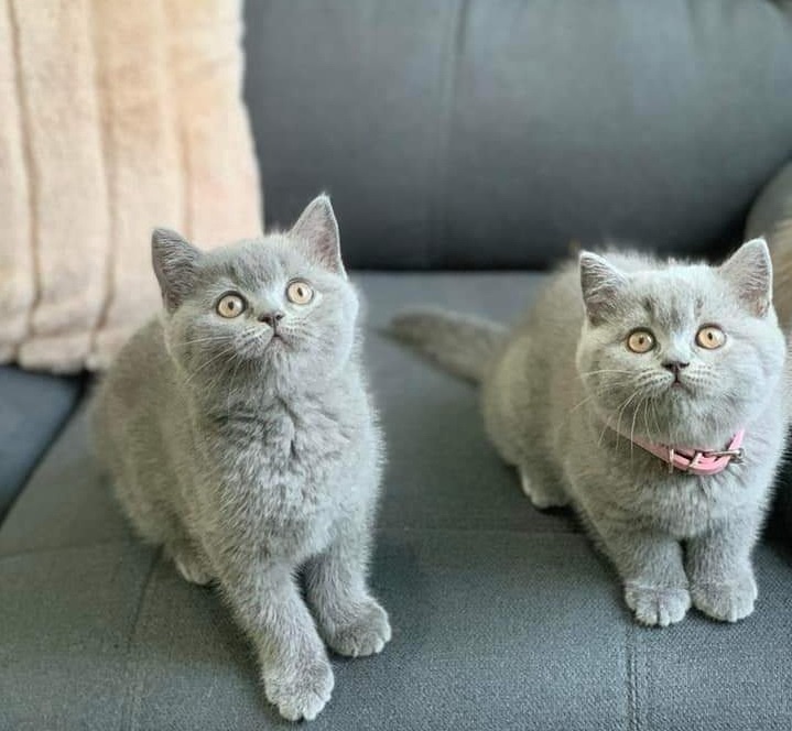 Britské mačiatka s PP - 2