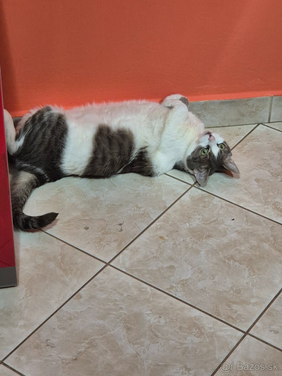 Darujeme macku do dobrých rúk - 2