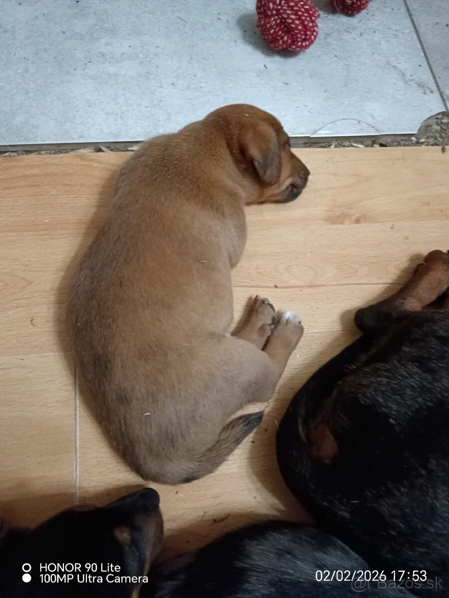 Predám - jazvečík - 2