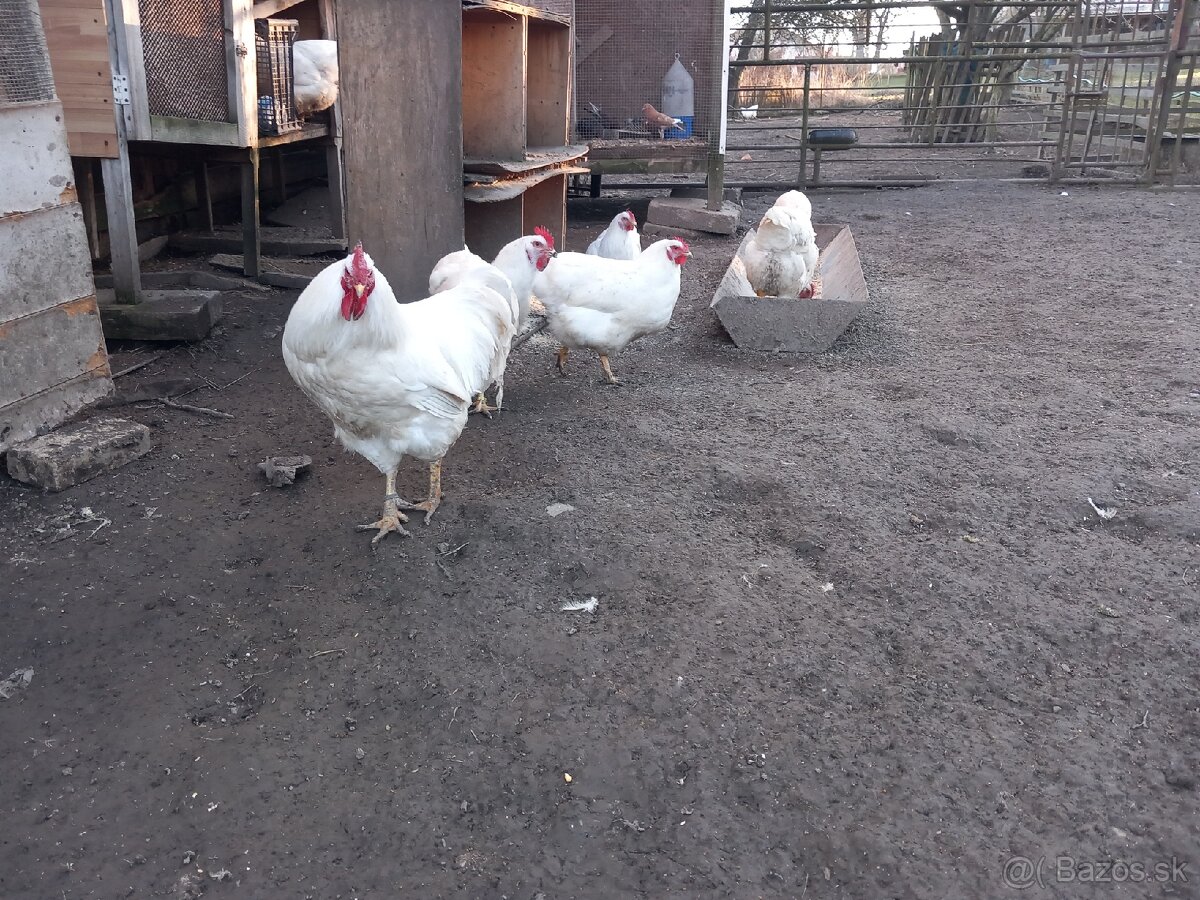 Nasadové vajíčka plymutka biela - 2