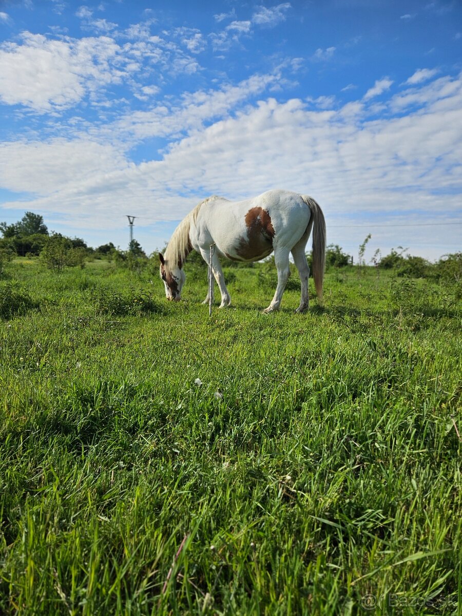 Ustajnenie pre kone - 2