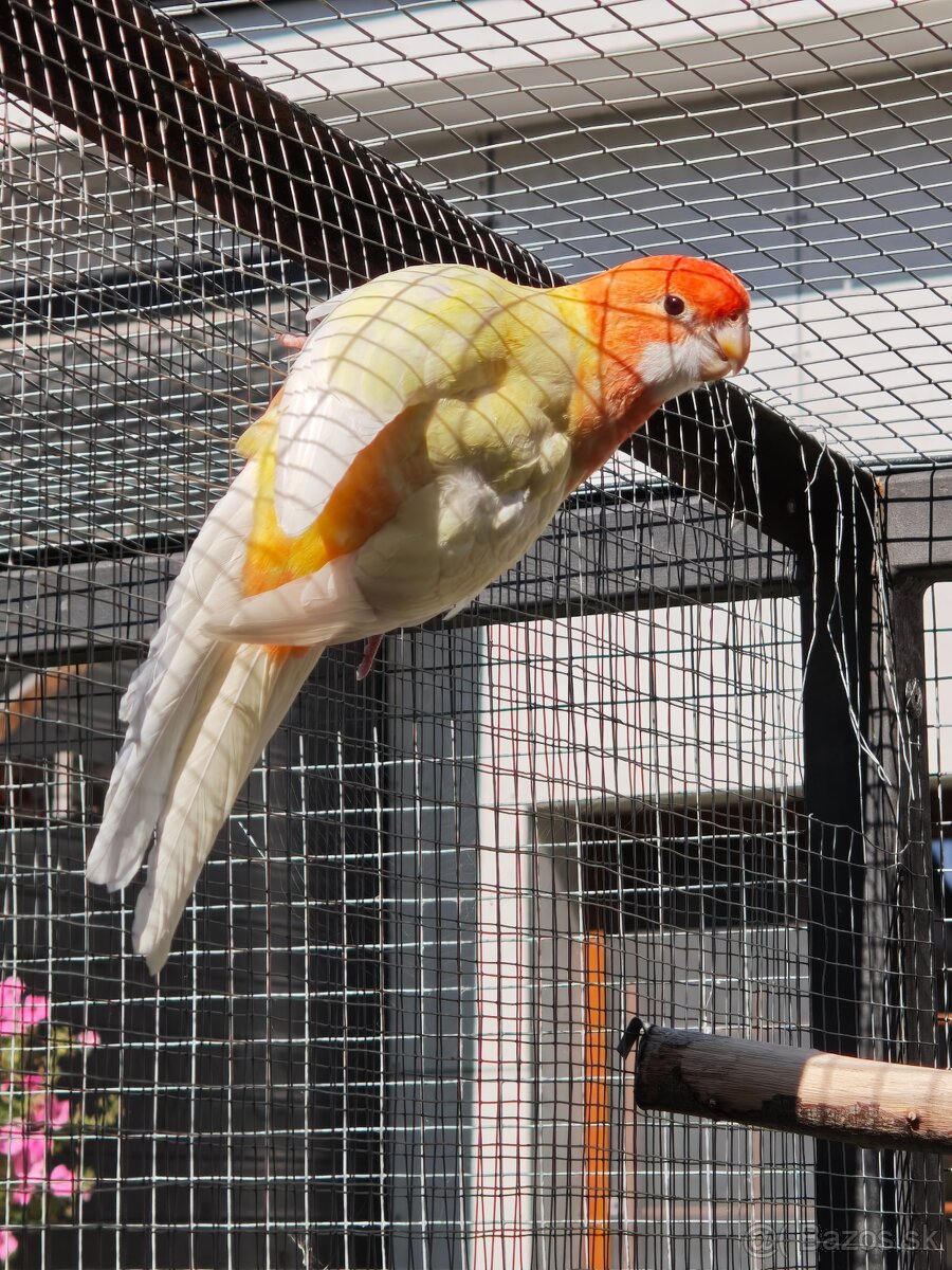 Rozela penant orange-albino - 2