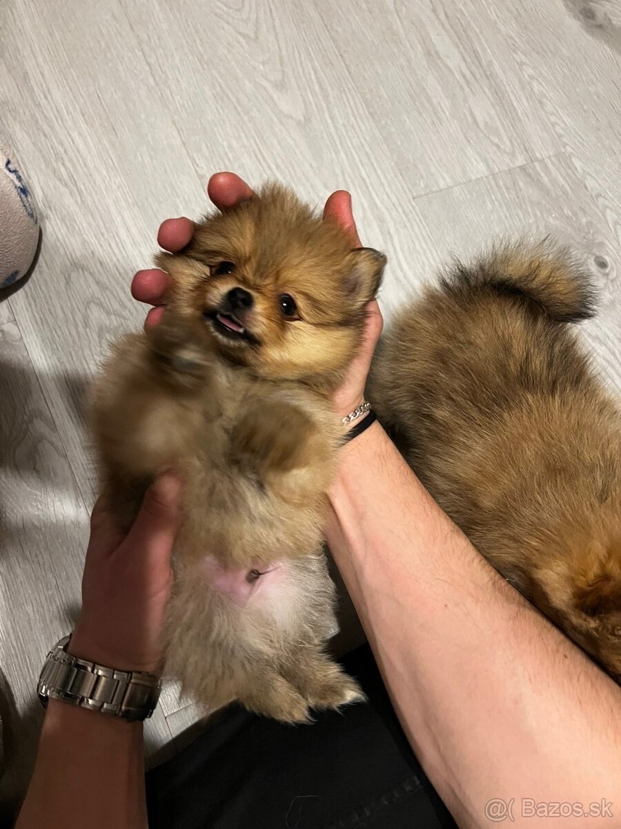 Pomeranian mini - 2