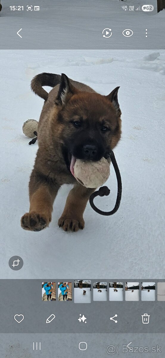 Nemecký ovčiak - 2