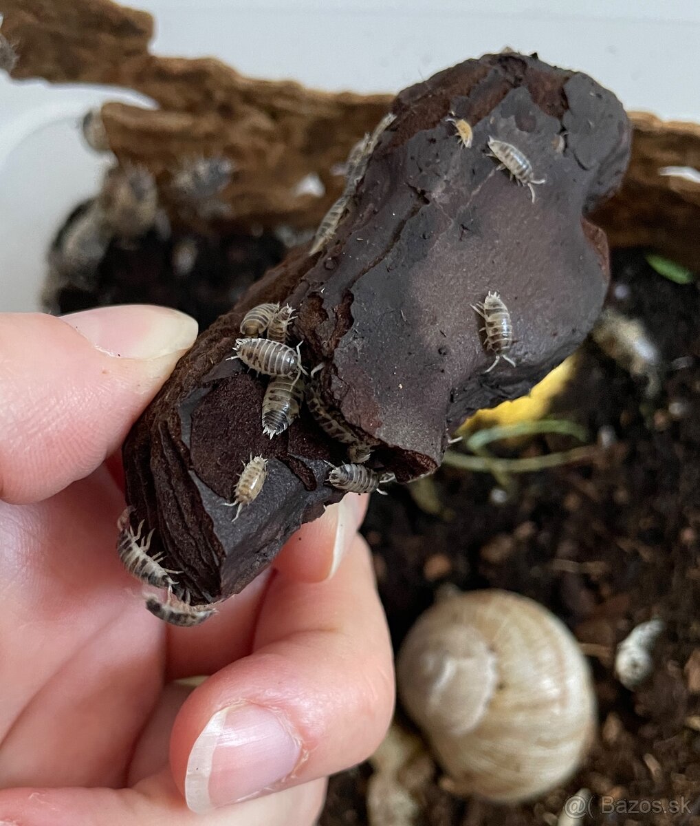 Darujem isopody - 2