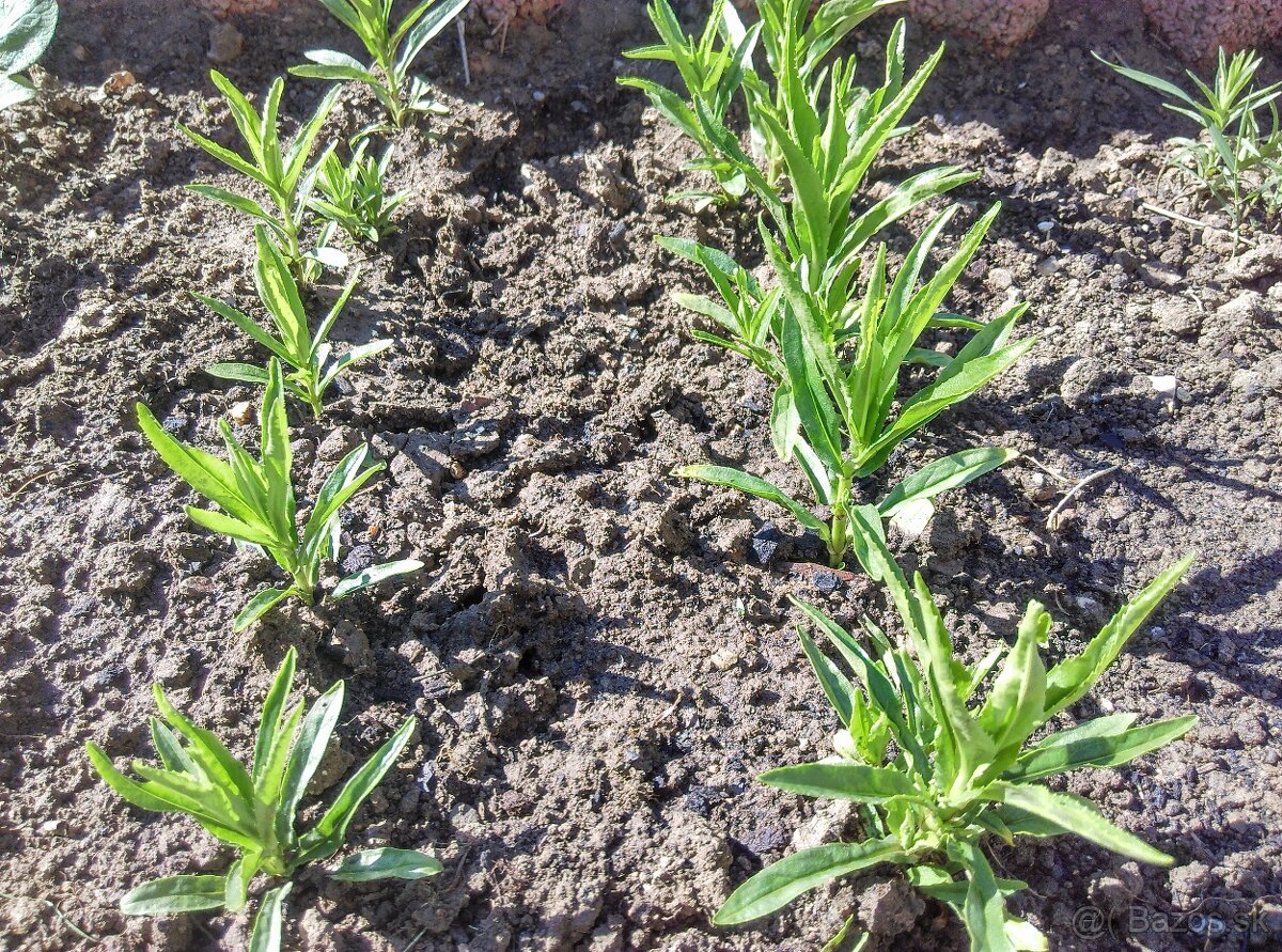 Fizostérga viržínska - 2