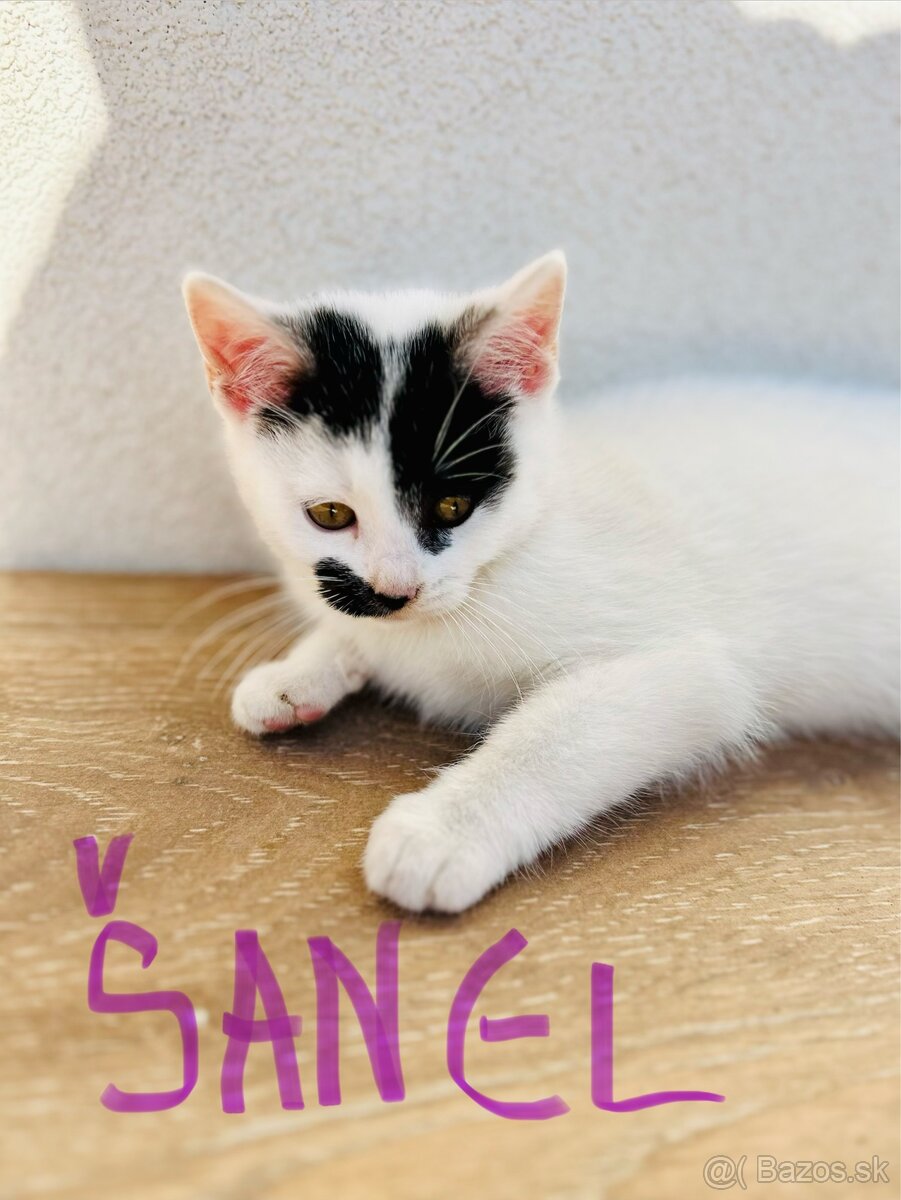 Ďarujem mačiatka - 2