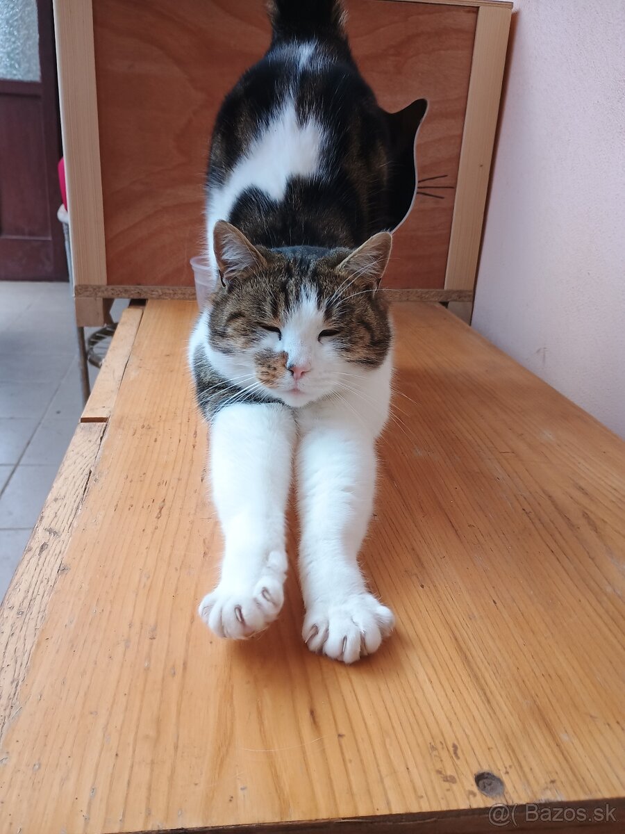 Búda pre mačky - 2