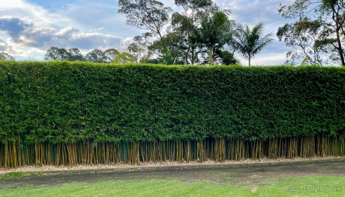 1-4 metrové žlté a zelené bambusy. - 2