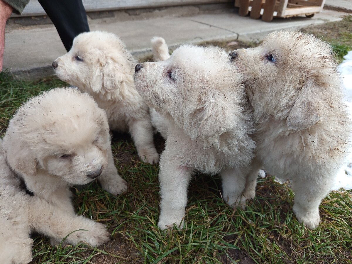 SLOVENSKÝ ČUVAČ - 2