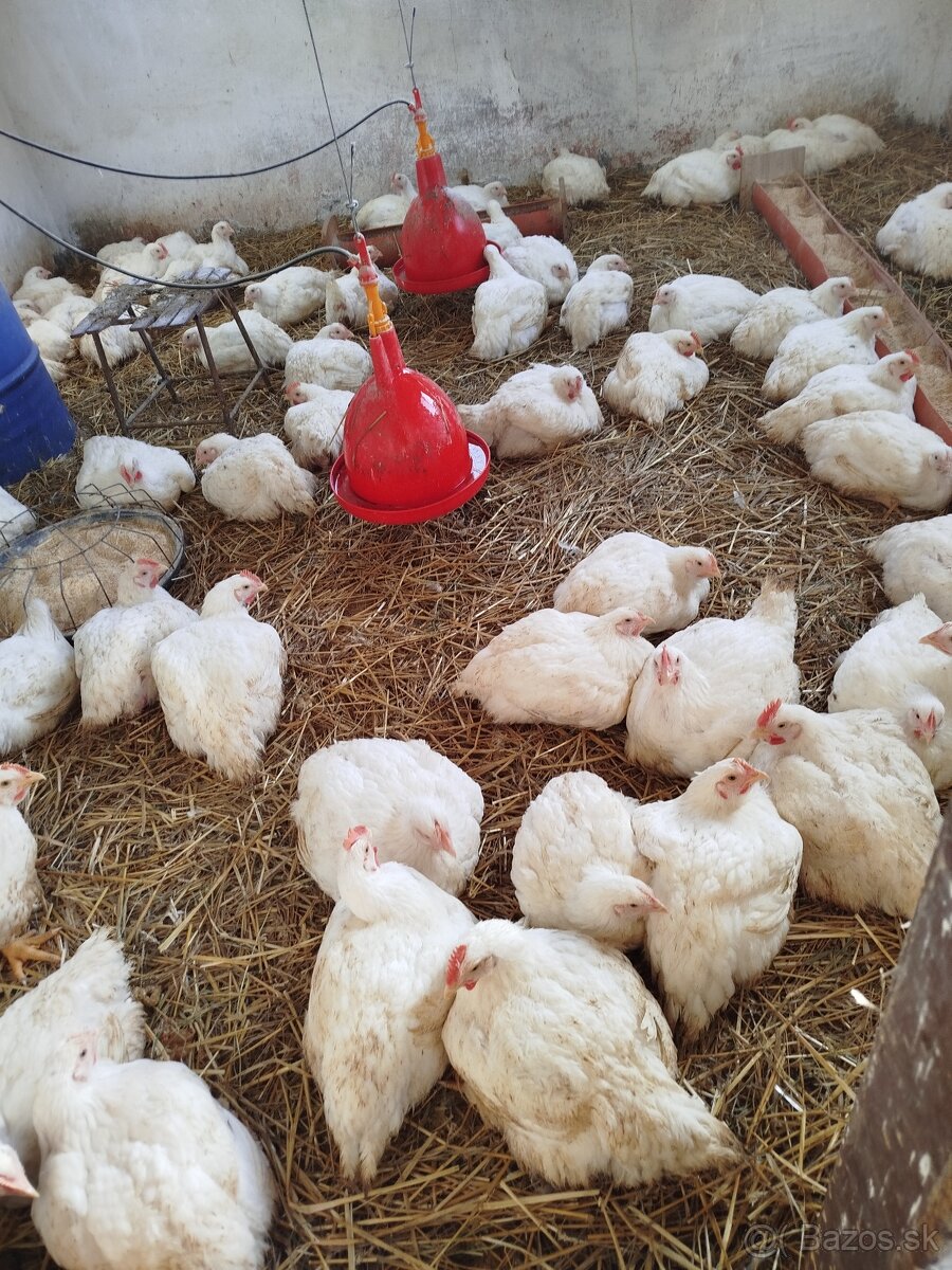 Brojlerove kurčatá - 2