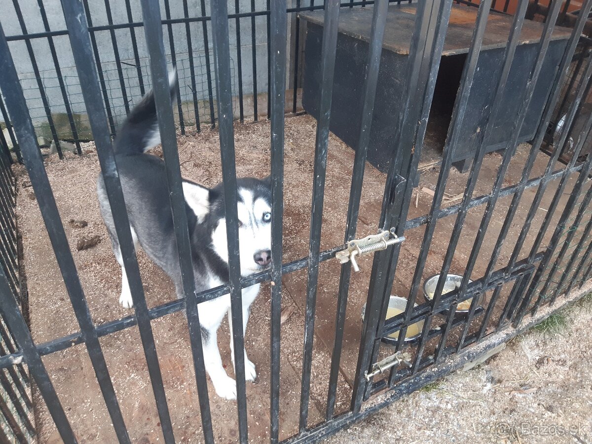 Krásna sučka si hľadá domov - 2