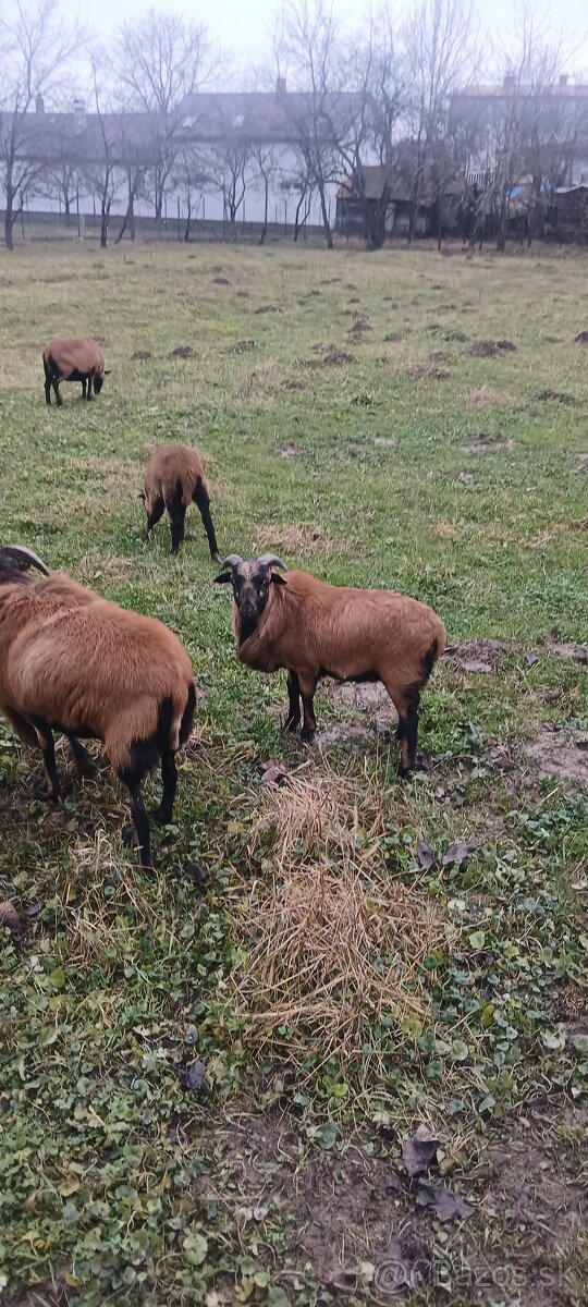 Predám kamerunske ovce - 2