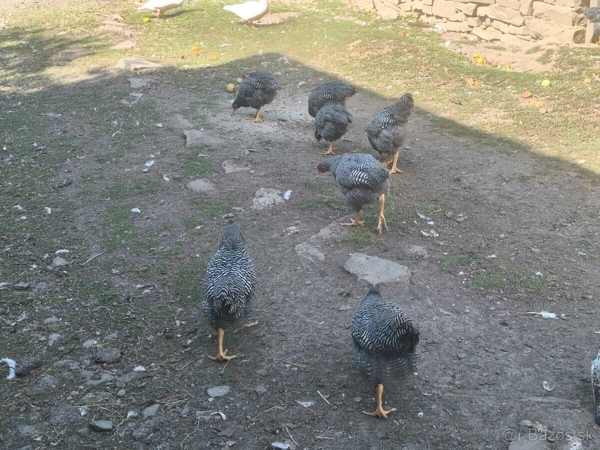 Predám/vymením husi,morky,kohúty - 2