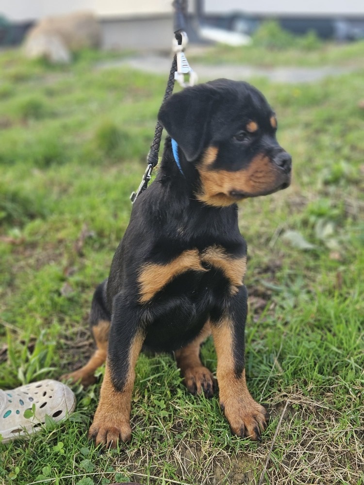 šteniatka rotvajlera - 2