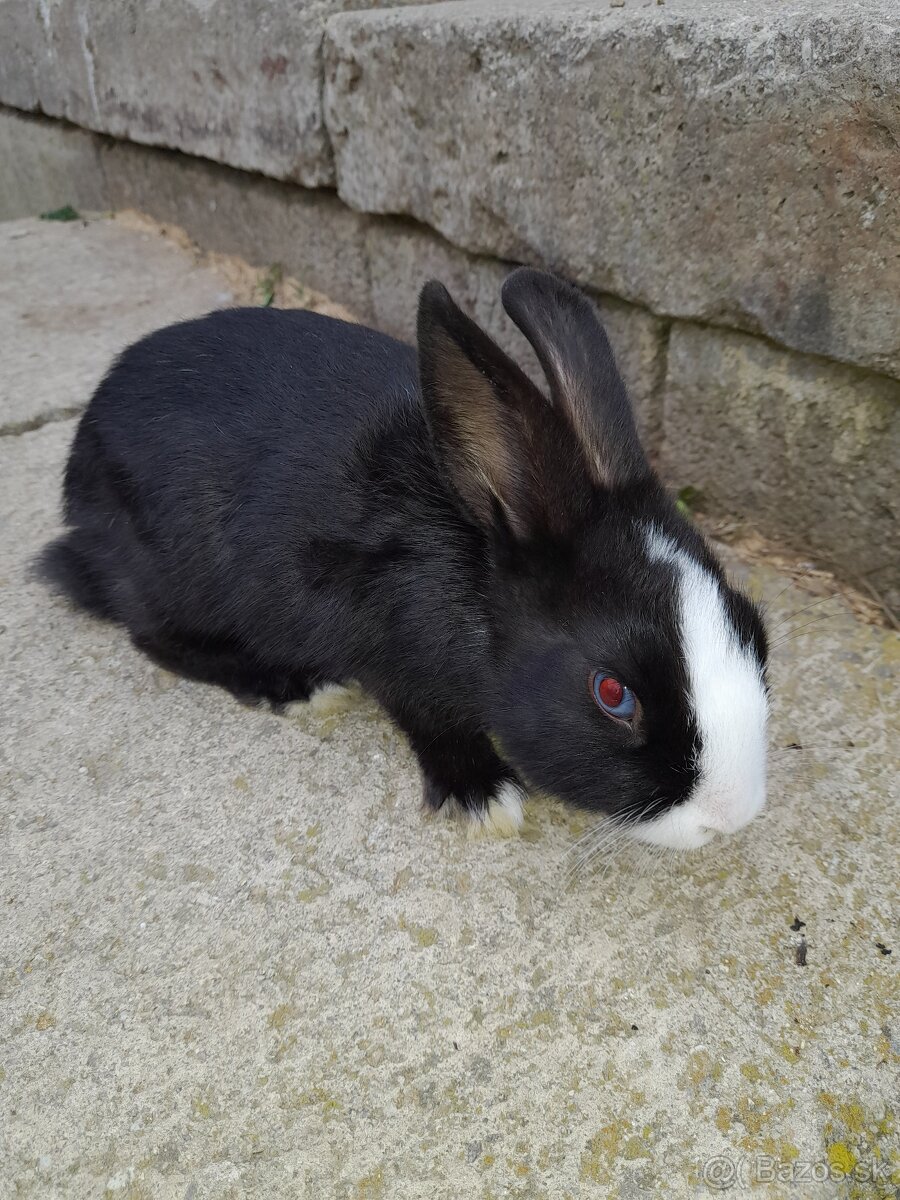 Zakrsle zajaciky - 2